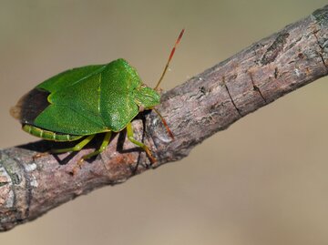 grüne Stinkwanze auf einem Ast | © Adobe Stock/Jademacro