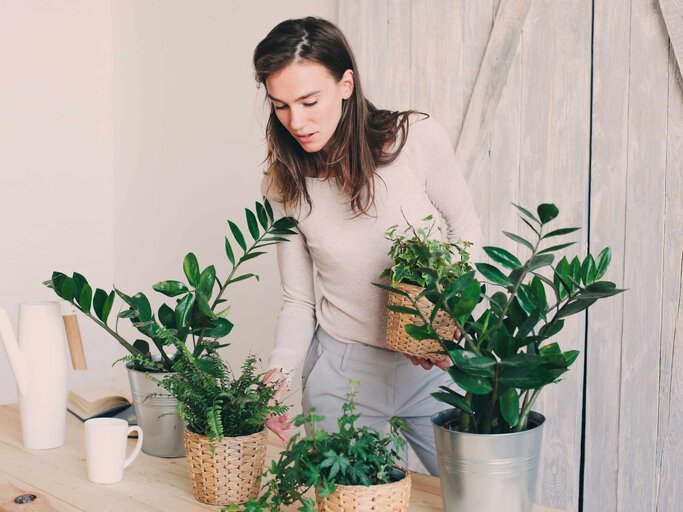 Frau pflegt ihre Pflanzen in der Wohnung | © Getty Images/Maria Kovalevskaya/EyeEm
