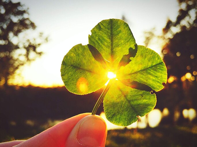 Hand hält vierblättriges Kleeblatt ins Sonnenlicht | © Getty Images/Kateryna Kovarzh/EyeEm