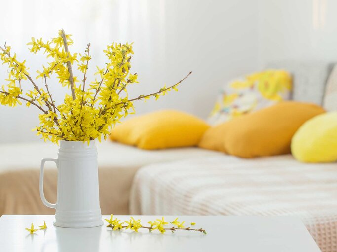 Ein Strauch mit Forsythie steht in einer Vase auf dem Wohnzimmertisch. | © Adobe Stock/Maya Kruchancova