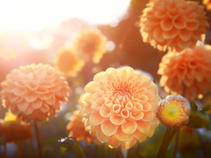 Wunderschöne Chrysanthemen im Sommer | © Adobe Stock/Thaut Images