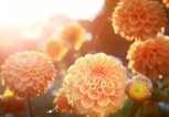 Wunderschöne Chrysanthemen im Sommer | © Adobe Stock/Thaut Images