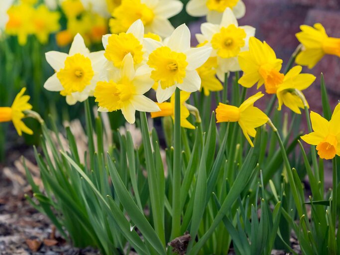 Narzissen im Garten. | © Adobe Stock/Mariusz Blach