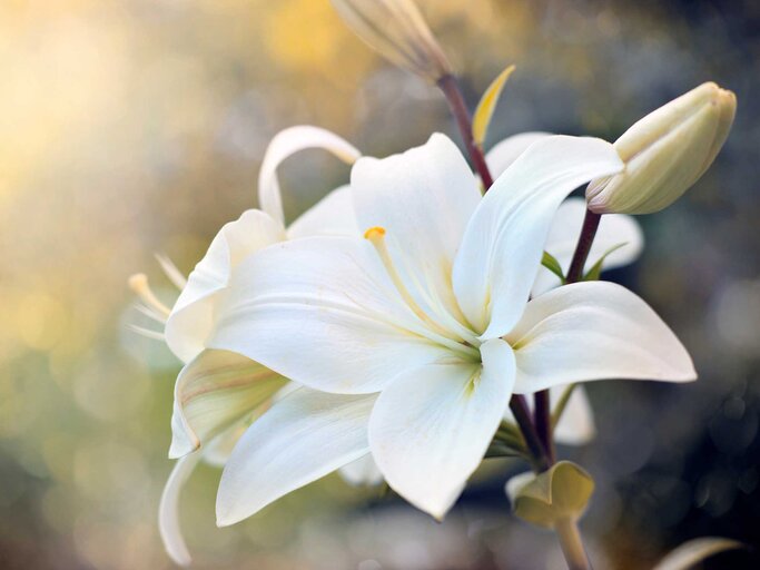 Nahaufnahme eine weißen Lilie. | © Adobe Stock/Andrey Volokhatiuk