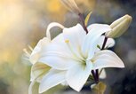 Nahaufnahme eine weißen Lilie. | © Adobe Stock/Andrey Volokhatiuk