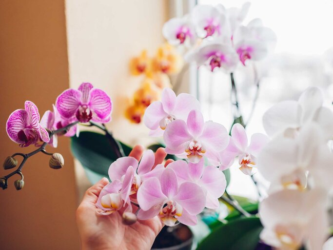 Orchideen am Fenster einer Wohnung. | © Adobe Stock/maryviolet