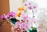 Orchideen am Fenster einer Wohnung. | © Adobe Stock/maryviolet