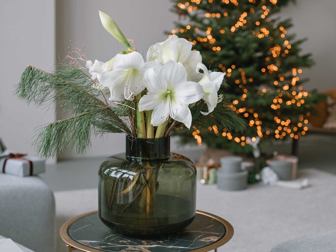 Eine Vase mit einem Strauß mit Amaryllis steht auf einem Couchtisch, im Hintergrund ein Weihnachtsbaum. | © Adobe Stock/Nina