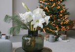 Eine Vase mit einem Strauß mit Amaryllis steht auf einem Couchtisch, im Hintergrund ein Weihnachtsbaum. | © Adobe Stock/Nina