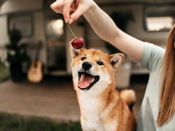 Ein kleiner Hund bekommt eine Kirsche | © GettyImages/Ksenia Raykova