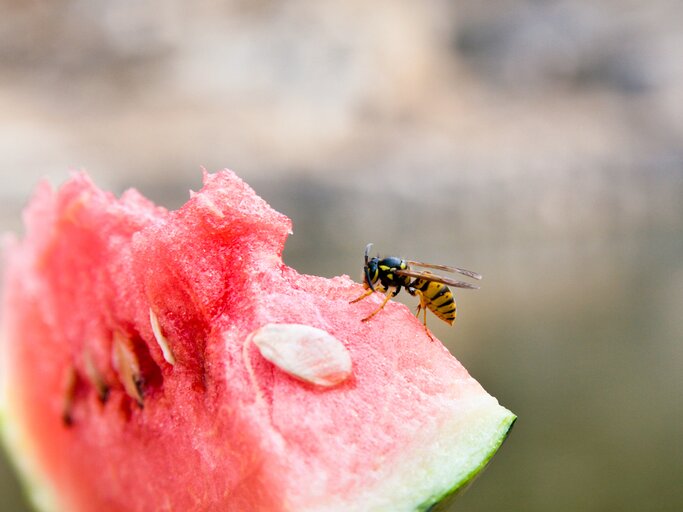 Eine Wespe sitzt auf einem Stück Wassermelone | © GettyImages/koster62