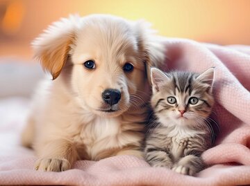 Ein Hundewelpe und eine Babykatze liegen auf der Couch. | © Adobe Stock / Claudia Nass