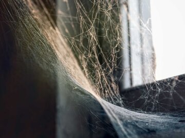 Spinnennetz im Haus | © Adobe Stock/russieseo