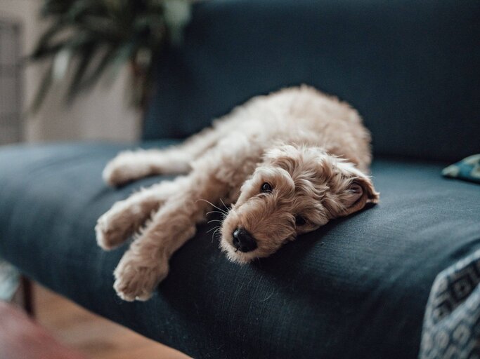 Hund liegt auf Couch | © Getty Images/Oscar Wong