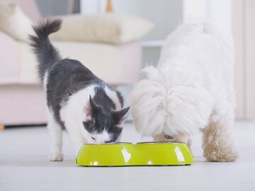 Hund und Katze fressen aus Napf | © Getty Images/humonia