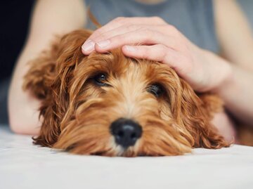 Hand streichelt Hund an Kopf | © Getty Images/Sally Anscombe