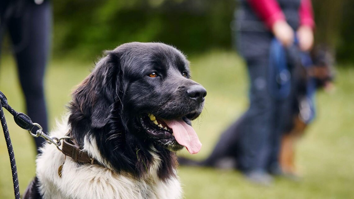 Hund an Leine bei Hundeschule | © Getty Images/Chalabala