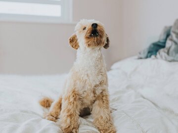 Hund auf Bett bellt | © Getty Images/Catherine Falls Commercial