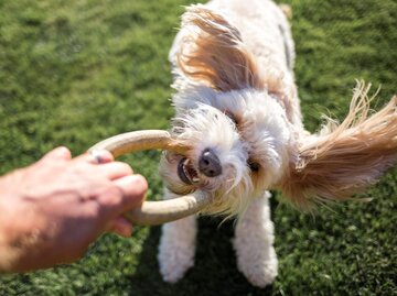 Person zerrt mit Hund und Spielzeug | © Getty Images/Image by Chris Winsor