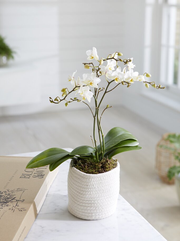 Orchideen | © Bloom & Wild