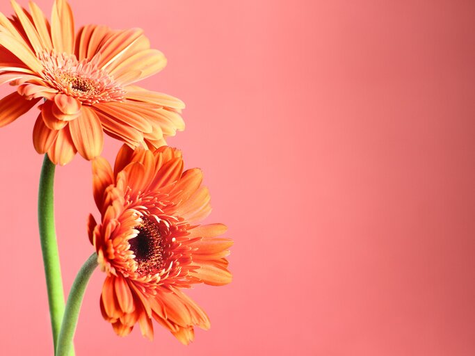 Gerbera | © Bloom & Wild