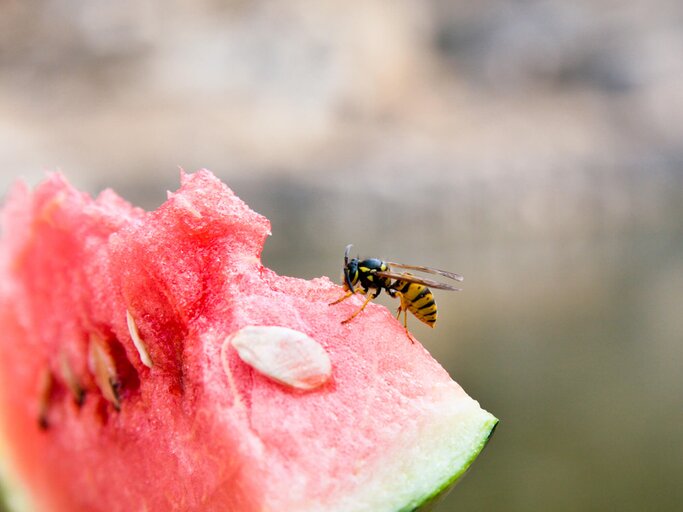 Wespe sitzt auf einem Stück Wassermelone | © Getty Images/koster62