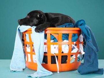 Schwarzer Welpe liegt auf einem Wäschekorb voller Wäsche | © Getty Images/Martin Poole