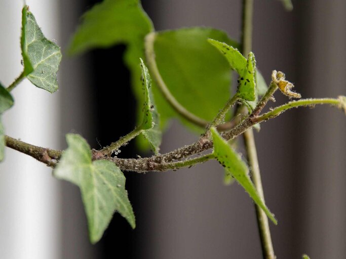 Blattläuse auf einer Pflanze | © Getty Images/Kinga Krzeminska