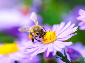 Biene auf Blume | © Getty Images/miroslavmisiura