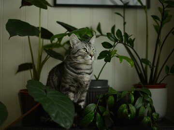 Katze sitzt in der nähe einer Zimmerpflanze | © Getty Images/Kristina Strasunske
