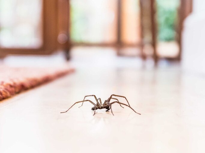 Eine große Spinne krabbelt über den Wohnzimmerboden. | © Adobe Stock/Christine Bird