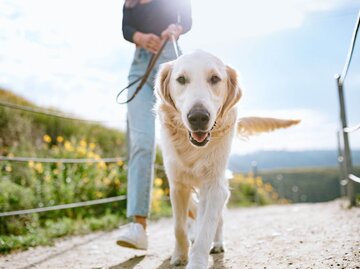 Person geht mit Hund Gassi | © Getty Images/RyanJLane