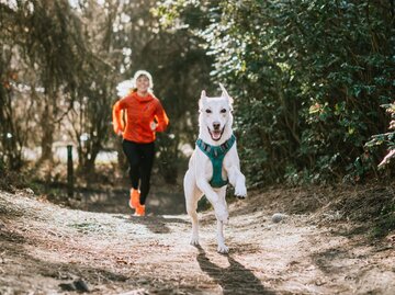 Person mit Hund beim Joggen | © Getty Images/RyanJLane