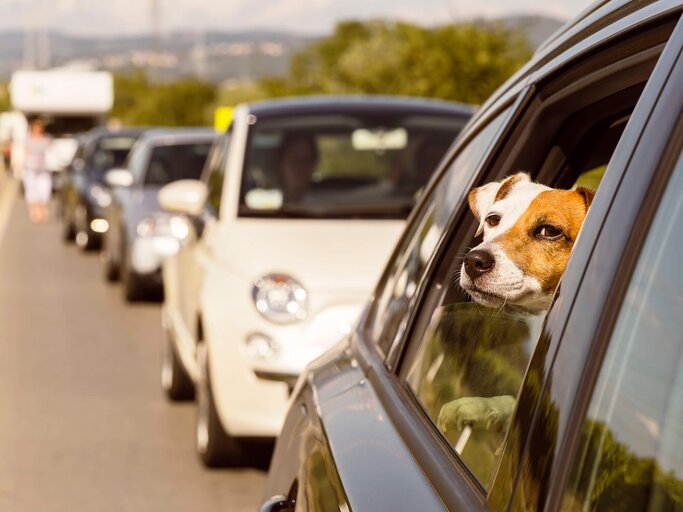 Hund streckt Kopf aus dem Fenster eines Autos, das im Stau steht | © Getty Images/Dhwee