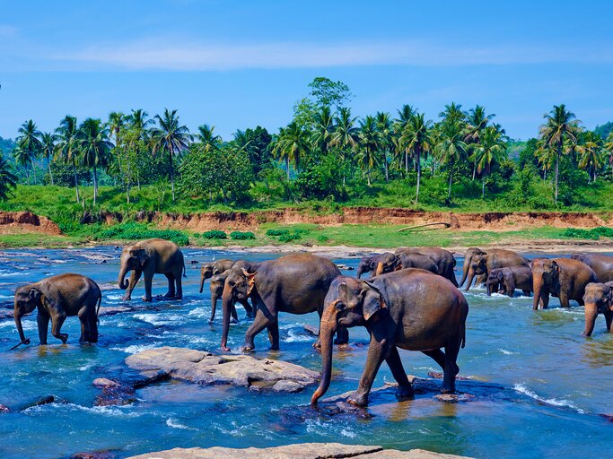 Elefanten in Sri Lanka | © GettyImages/Tuul & Bruno Morandi