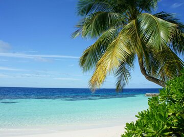 Sonniger Strand mit Palmen | © Unsplash/Pedro Monteiro