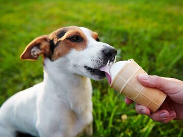 Hund schleckt an Eis | © Getty Images/Kkolosov