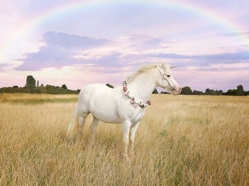 Ein Einhorn mit Blumenkranz steht auf einer Wiese | © Getty Images/Helen Alderton