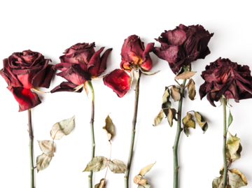 Welke Rosen auf weißem Hintergrund | © Getty Images/Yulia Naumenko