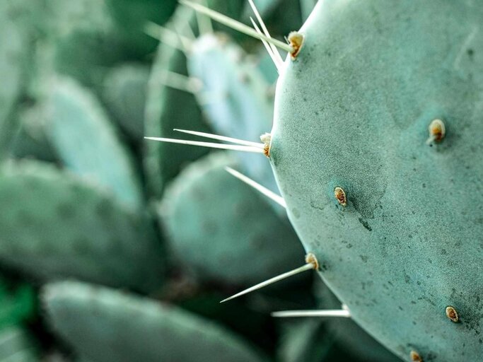 Kaktus in Nahaufnahme | © Getty Images/Elena Goosen/EyeEm