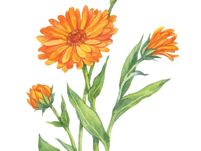 Calendula | © Getty Images/ Svitlana Khlivna