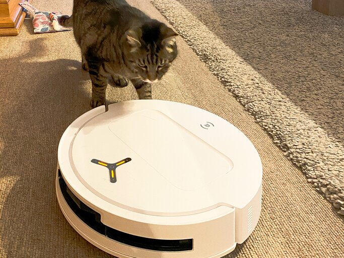 Eine gestreifte Katze geht neugierig um einen weißen Staubsaugerroboter auf einem beigen Teppichboden. | © myself