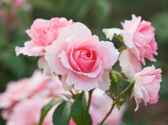 Geburtsblume Juni: Die Rose | © Getty Images/Clive Nichols