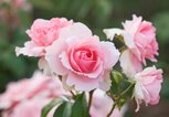 Geburtsblume Juni: Die Rose | © Getty Images/Clive Nichols