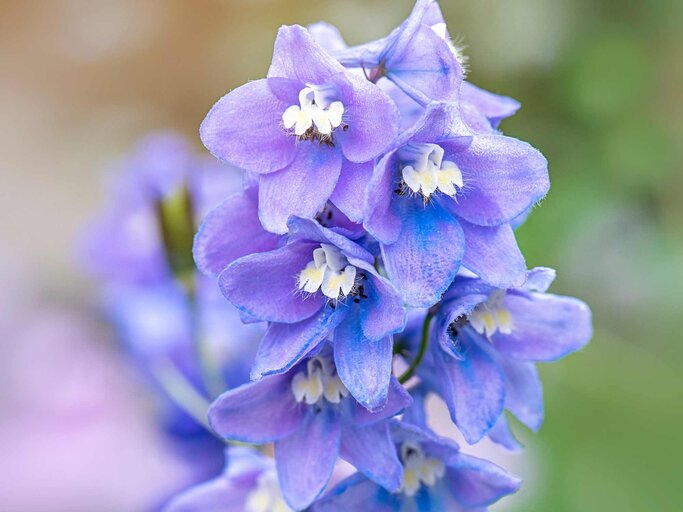 Geburtsblume Juli Der Rittersporn | © Getty Images/Jacky Parker Photography