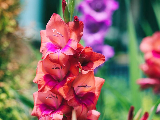 Geburtsblume August Die Gladiole | © Getty Images/Katrin Ray Shumakov