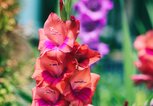 Geburtsblume August Die Gladiole | © Getty Images/Katrin Ray Shumakov