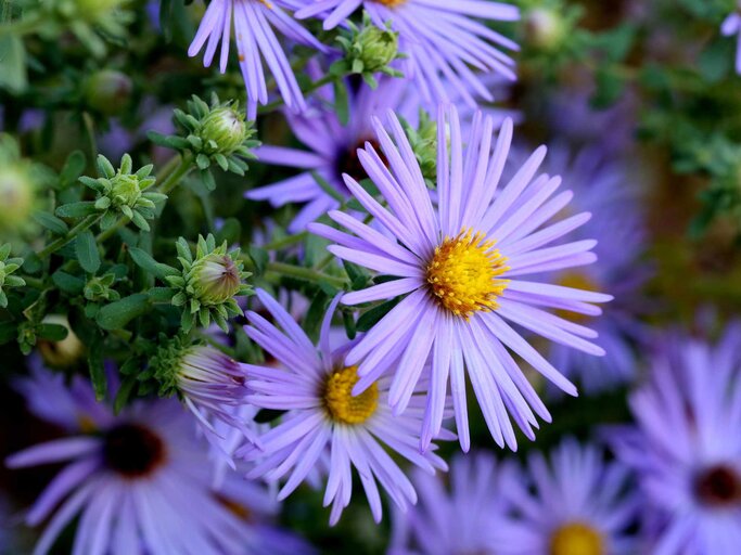 Geburtsblume September Die Aster | © Getty Images/©Debi Dalio