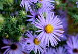 Geburtsblume September Die Aster | © Getty Images/©Debi Dalio