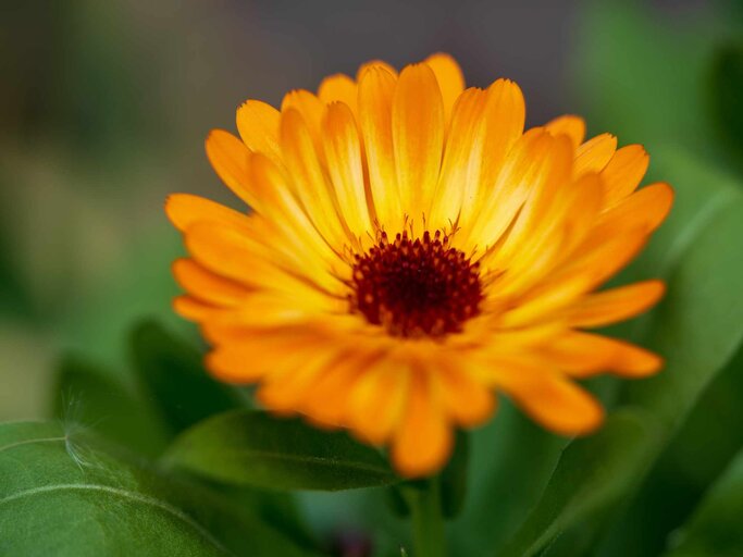 Geburtsblume Oktober Die Ringelblume | © Getty Images/Flottmynd